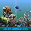 In an aquarium