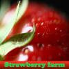 Strawberry farm