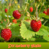 Strawberry glade